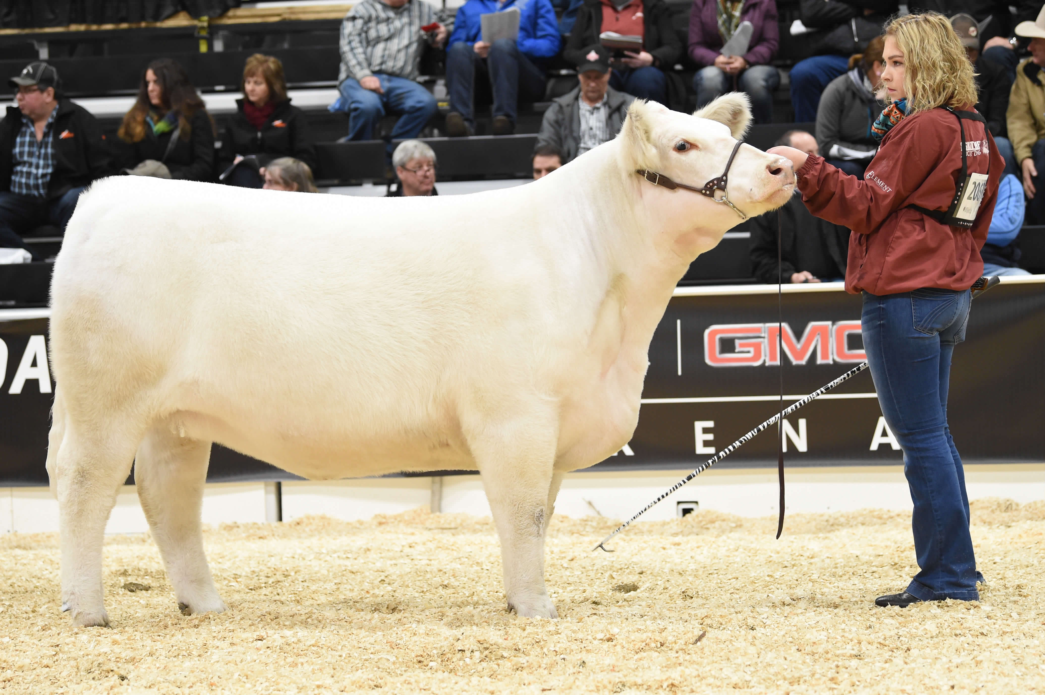 ACC Candy's Bubbles Double 14D